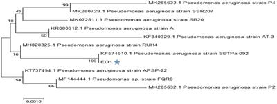 Optimization of Growth Conditions to Produce Sustainable Polyhydroxyalkanoate Bioplastic by Pseudomonas aeruginosa EO1